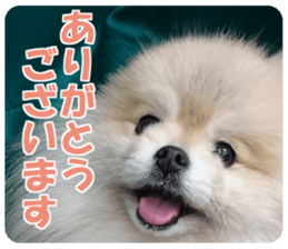 cush sticker #14002289