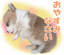 cush sticker #14002292