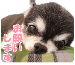 cush sticker #14002293