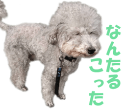 cush sticker #14002295