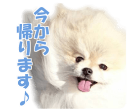 cush sticker #14002299