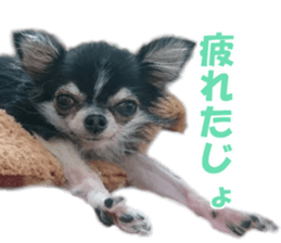 cush sticker #14002300