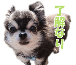 cush sticker #14002301