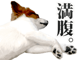 Big papillon and Shiba Dogs! 1 sticker #14005154