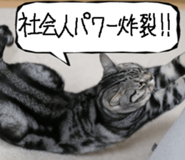 Instead tell the cat part10 sticker #14008373