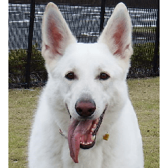 THE White Shepherd Dog! No,3 (P)