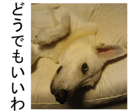 THE White Shepherd Dog! No,3 (P) sticker #14011583