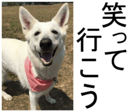 THE White Shepherd Dog! No,3 (P) sticker #14011584