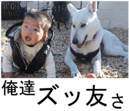 THE White Shepherd Dog! No,3 (P) sticker #14011586