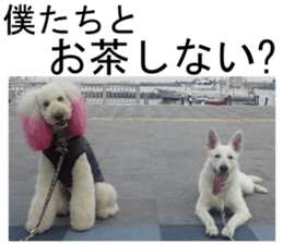 THE White Shepherd Dog! No,3 (P) sticker #14011587