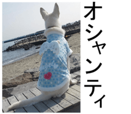 THE White Shepherd Dog! No,3 (P) sticker #14011588