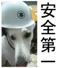 THE White Shepherd Dog! No,3 (P) sticker #14011589