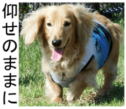 THE White Shepherd Dog! No,3 (P) sticker #14011590