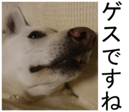 THE White Shepherd Dog! No,3 (P) sticker #14011591