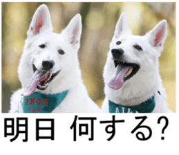 THE White Shepherd Dog! No,3 (P) sticker #14011592