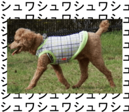 THE White Shepherd Dog! No,3 (P) sticker #14011593