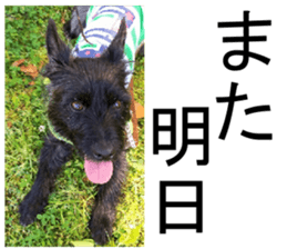 THE White Shepherd Dog! No,3 (P) sticker #14011595