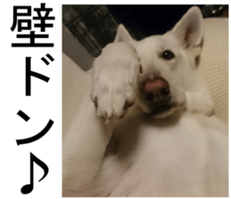 THE White Shepherd Dog! No,3 (P) sticker #14011596
