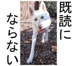 THE White Shepherd Dog! No,3 (P) sticker #14011597