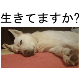THE White Shepherd Dog! No,3 (P) sticker #14011598