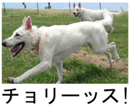 THE White Shepherd Dog! No,3 (P) sticker #14011599