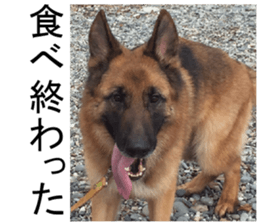 THE White Shepherd Dog! No,3 (P) sticker #14011600