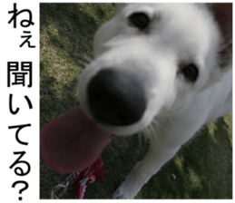 THE White Shepherd Dog! No,3 (P) sticker #14011601