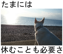 THE White Shepherd Dog! No,3 (P) sticker #14011603