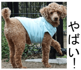 THE White Shepherd Dog! No,3 (P) sticker #14011605