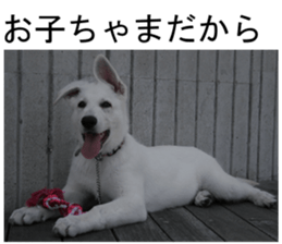 THE White Shepherd Dog! No,3 (P) sticker #14011606