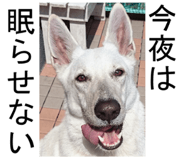 THE White Shepherd Dog! No,3 (P) sticker #14011607