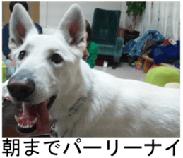 THE White Shepherd Dog! No,3 (P) sticker #14011608