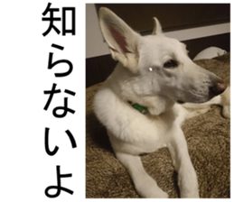 THE White Shepherd Dog! No,3 (P) sticker #14011610