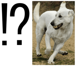 THE White Shepherd Dog! No,3 (P) sticker #14011611
