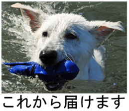 THE White Shepherd Dog! No,3 (P) sticker #14011612