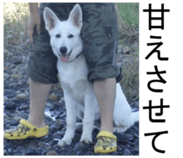 THE White Shepherd Dog! No,3 (P) sticker #14011614