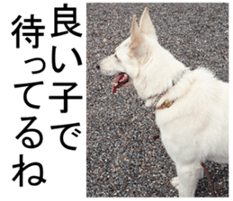 THE White Shepherd Dog! No,3 (P) sticker #14011615