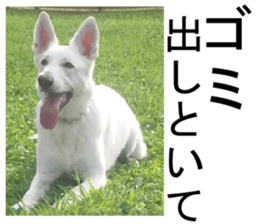 THE White Shepherd Dog! No,3 (P) sticker #14011616