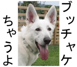 THE White Shepherd Dog! No,3 (P) sticker #14011617