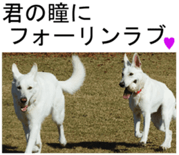 THE White Shepherd Dog! No,3 (P) sticker #14011618