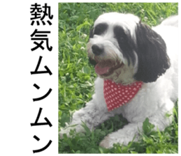 THE White Shepherd Dog! No,3 (P) sticker #14011619