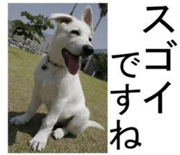 THE White Shepherd Dog! No,3 (P) sticker #14011620
