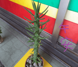 Send the cactus sticker #14011849