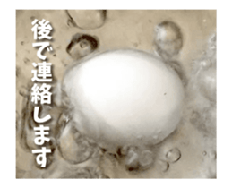 I am Eggs.Animation Photo Sticker sticker #14011860