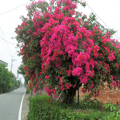 Flower in the mountains to take pictures