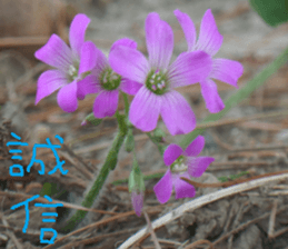 Flower in the mountains to take pictures sticker #14012134