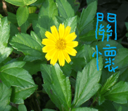 Flower in the mountains to take pictures sticker #14012135