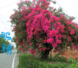 Flower in the mountains to take pictures sticker #14012136