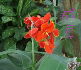 Flower in the mountains to take pictures sticker #14012137