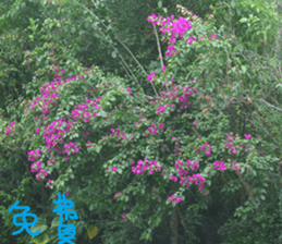 Flower in the mountains to take pictures sticker #14012138